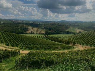 Barbera Offers