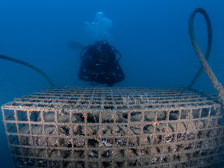 Mar de Anémonas 2018
